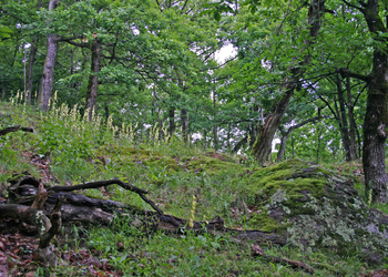Trockene Eichenwälder - © Emanuel Trummer